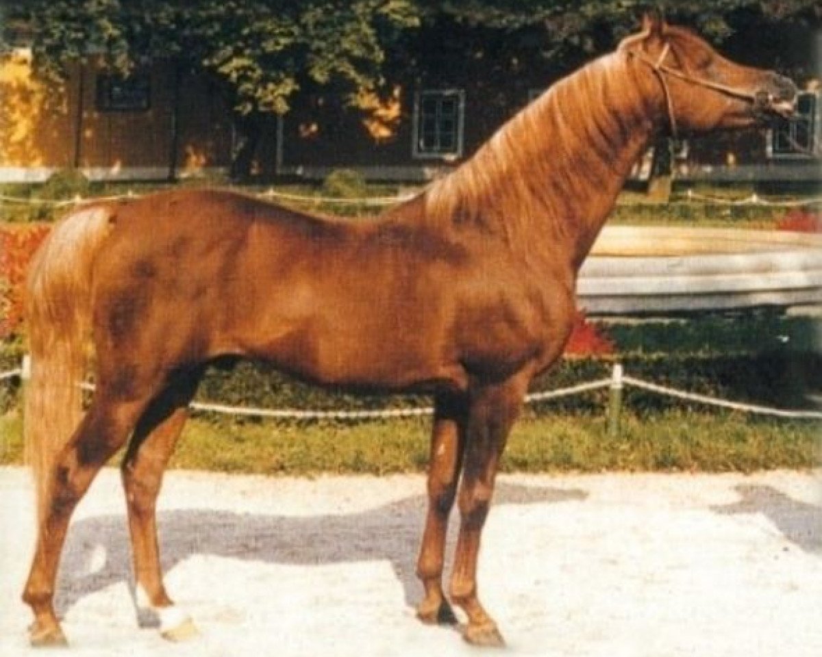 Deckhengst Ibn Galal ox (Vollblutaraber, 1972, von Ibn Galal 1966 EAO)