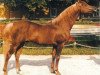 stallion Ibn Galal ox (Arabian thoroughbred, 1972, from Ibn Galal 1966 EAO)