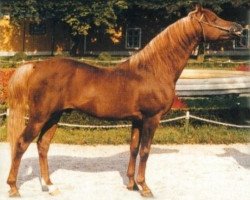 stallion Ibn Galal ox (Arabian thoroughbred, 1972, from Ibn Galal 1966 EAO)