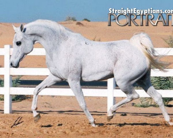 broodmare Halim Shah I-1 ox (Arabian thoroughbred, 1989, from Halim Shah I ox)