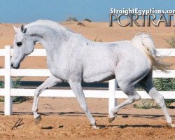 broodmare Halim Shah I-1 ox (Arabian thoroughbred, 1989, from Halim Shah I ox)