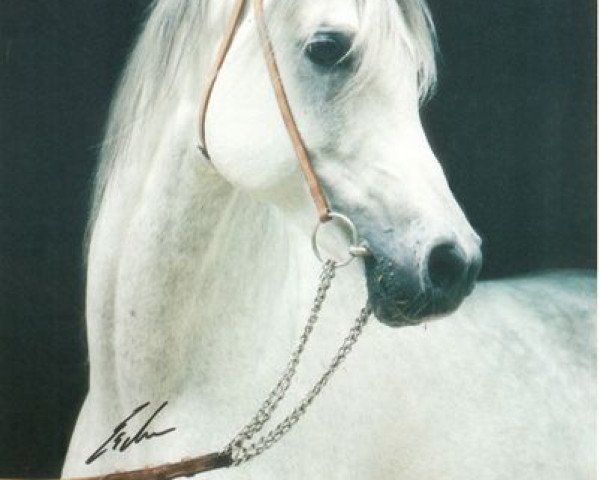 stallion Halim Shah I ox (Arabian thoroughbred, 1985, from Ansata Halim Shah ox)