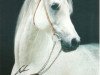 stallion Halim Shah I ox (Arabian thoroughbred, 1985, from Ansata Halim Shah ox)