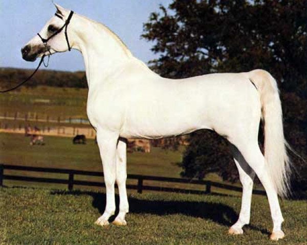 stallion Ansata Abbas Pasha 1964 ox (Arabian thoroughbred, 1964, from Ansata Ibn Halima 1958 EAO)