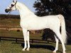stallion Ansata Abbas Pasha 1964 ox (Arabian thoroughbred, 1964, from Ansata Ibn Halima 1958 EAO)