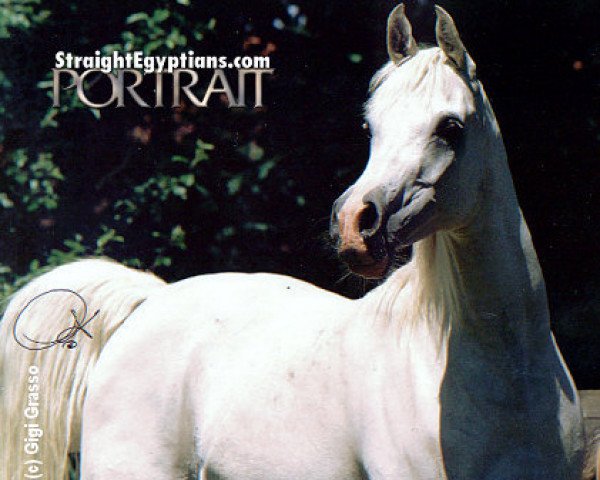 broodmare Abbas Pasha I-1 ox (Arabian thoroughbred, 1988, from Abbas Pasha I ox)