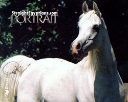 broodmare Abbas Pasha I-1 ox (Arabian thoroughbred, 1988, from Abbas Pasha I ox)