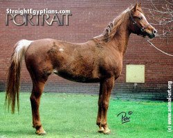 broodmare Ibn Galal I ox (Arabian thoroughbred, 1979, from Ibn Galal ox)