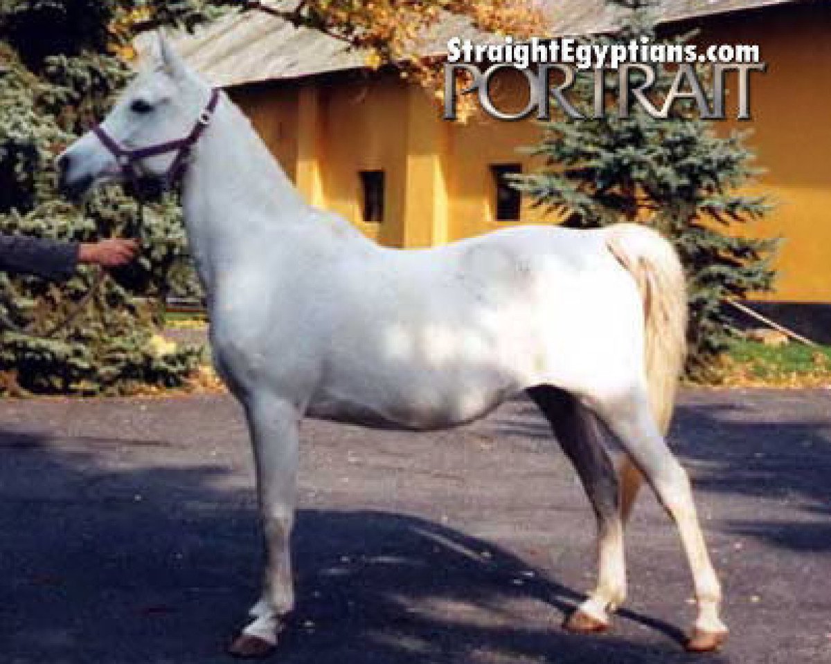 broodmare Zohair EAO (Arabian purebred, 1978, from Zohair EAO)