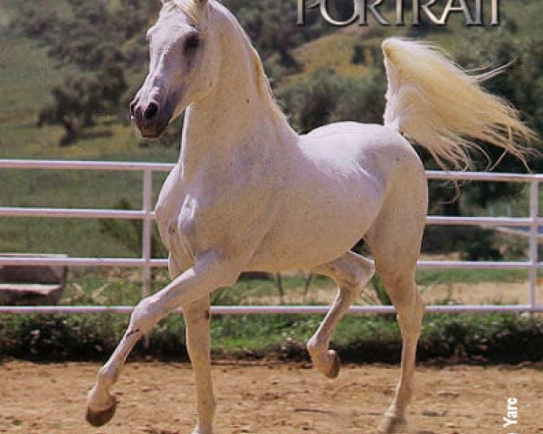 horse Saab ox (Arabian thoroughbred, 1963, from Anter 1946 EAO)