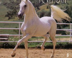 horse Saab ox (Arabian thoroughbred, 1963, from Anter 1946 EAO)