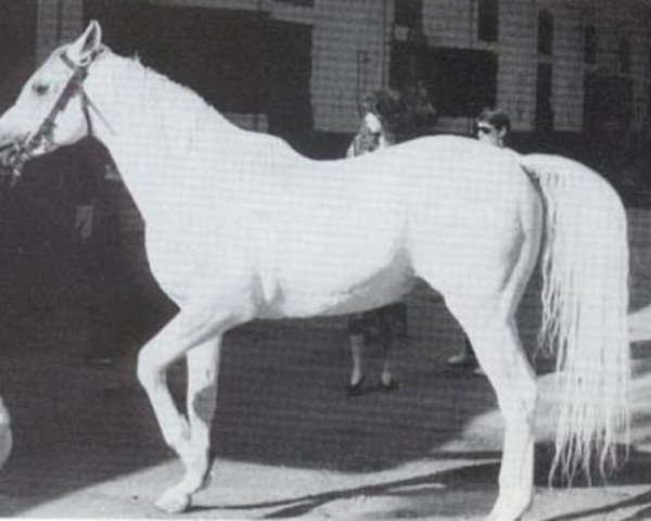 horse Al Aneed ox (Arabian thoroughbred, 1975, from Alaa El Din 1956 EAO)