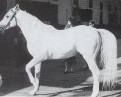 Pferd Al Aneed ox (Vollblutaraber, 1975, von Alaa El Din 1956 EAO)