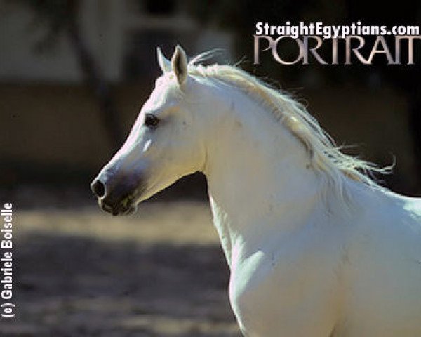 stallion Wahag EAO (Arabian thoroughbred, 1964, from Anter 1946 EAO)