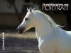 stallion Wahag EAO (Arabian thoroughbred, 1964, from Anter 1946 EAO)
