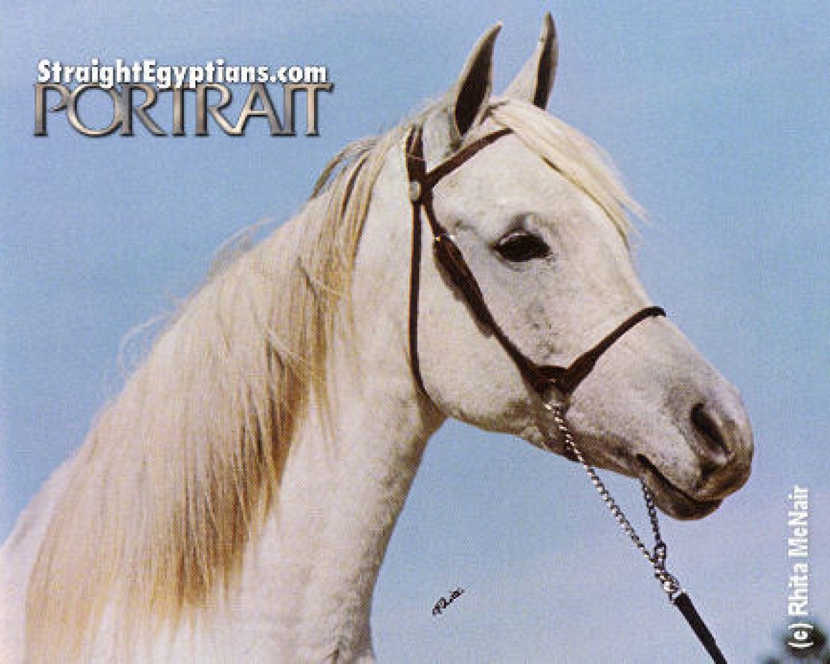 broodmare Kahramana EAO (Arabian purebred, 1966, from Anter 1946 EAO)