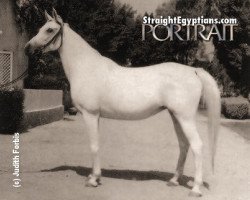 broodmare Kamar EAO (Arabian thoroughbred, 1953, from Nazeer 1934 RAS)