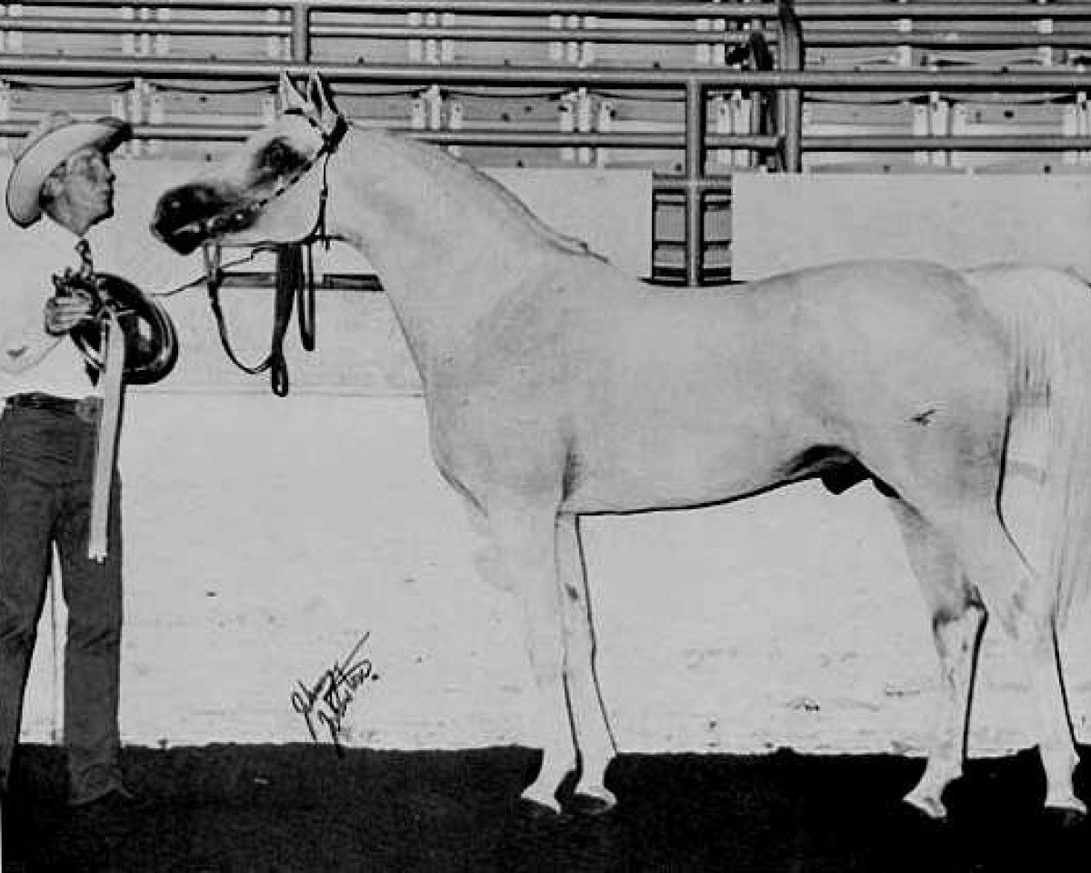 stallion Fayek EAO (Arabian purebred, 1958, from Nazeer 1934 RAS)