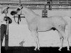 stallion Fayek EAO (Arabian thoroughbred, 1958, from Nazeer 1934 RAS)