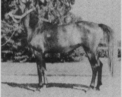 broodmare Faysa II EAO (Arabian thoroughbred, 1951, from Sid Abouhom 1936 RAS)