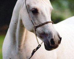 broodmare Ramses Fayeka ox (Arabian thoroughbred, 1983, from Fayek EAO)