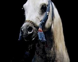 stallion Nur Ad Dine EAO (Arabian thoroughbred, 1996, from Salaa El Dine EAO)