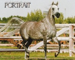 horse NK Jurie ox (Arabian thoroughbred, 1999, from NK Hafid Jamil EAO)