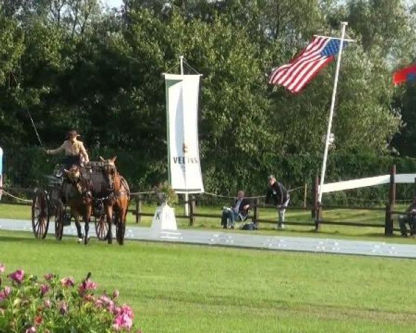 Riesenbeck INTERNATIONAL
Thursday, July 21st 2011
02 Dressage Competition for Pairs – 
2. Competition for the Derby