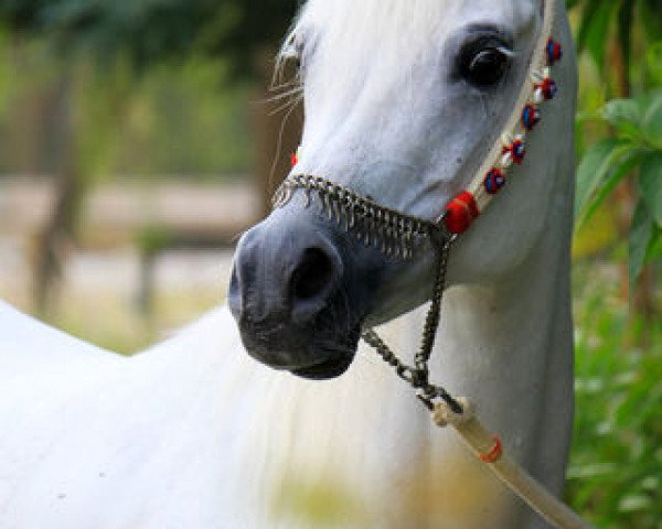 broodmare NK Hallah ox (Arabian thoroughbred, 1998, from Adnan EAO)