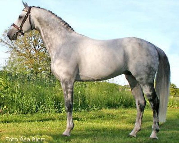 stallion Camaro M (Holsteiner, 1996, from Calido I)
