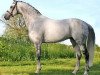 stallion Camaro M (Holsteiner, 1996, from Calido I)