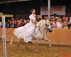 stallion Jauvas (Camargue horse, 1997, from Mars)