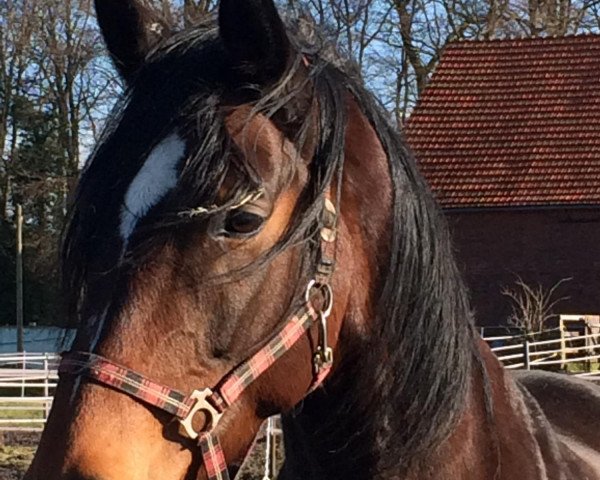 broodmare Chigo (Westphalian, 2006, from Christiano)