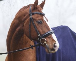 dressage horse Aventino 21 (Bavarian, 1999, from Asti Spumante 7)