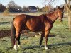 dressage horse Carambol (Mecklenburg, 2008, from Cheval de Blanc)