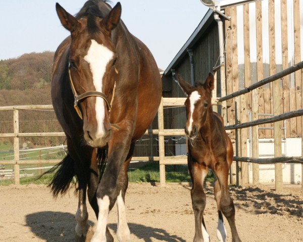 broodmare Cassandra (Holsteiner, 2002, from Calato)