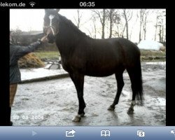 broodmare Carisma (Hanoverian, 1997, from Crazy Classic)