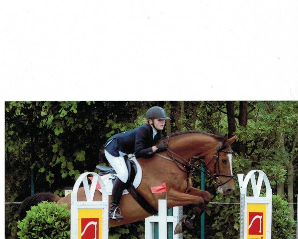 broodmare Quite Activity (Oldenburg show jumper, 2003, from Quite Easy I)