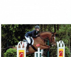 broodmare Quite Activity (Oldenburg show jumper, 2003, from Quite Easy I)