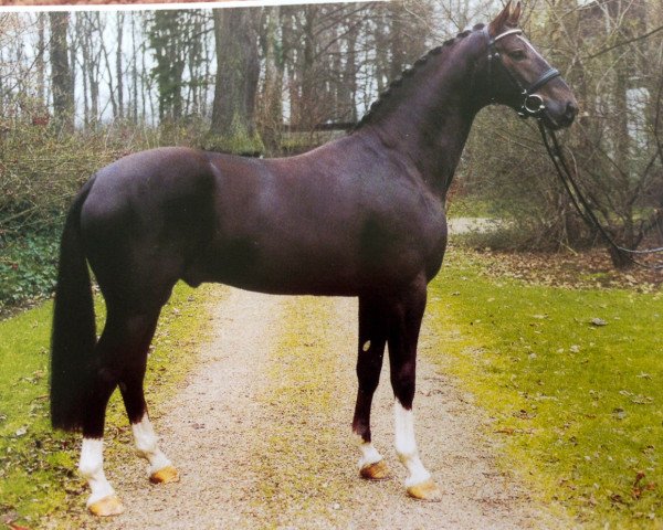 dressage horse De Beers (Rhinelander, 1998, from Donnerhall)