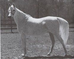 broodmare Ansata Ghazala ox (Arabian thoroughbred, 1976, from Ansata Ibn Sudan ox)