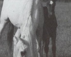 broodmare Ansata Ghazia ox (Arabian thoroughbred, 1981, from Ansata Ibn Halima 1958 EAO)