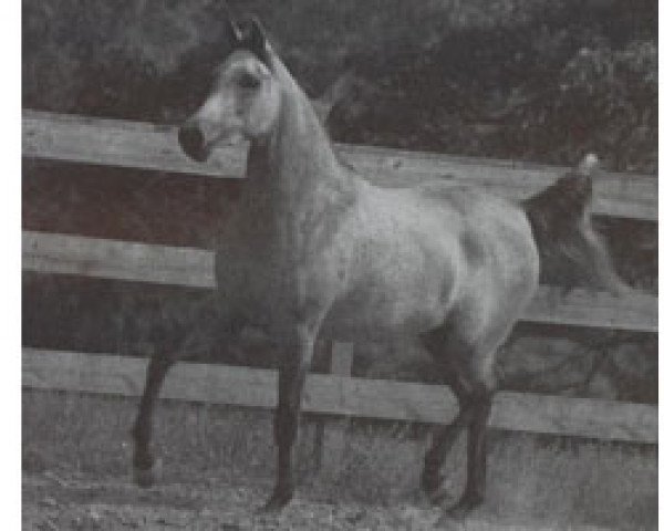 Zuchtstute Ansata Gloriana ox (Vollblutaraber, 1986, von Jamil ox)