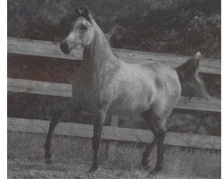 Zuchtstute Ansata Gloriana ox (Vollblutaraber, 1986, von Jamil ox)