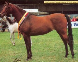 broodmare Helala EAO (Arabian thoroughbred, 1992, from Salaa El Dine EAO)