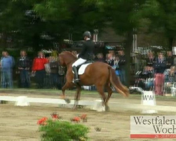 Westfalen-Woche Münster-Handorf
Sonntag, 31. Juli 2011
03 Reitpferdeprüfung - 3j. Pferde 
