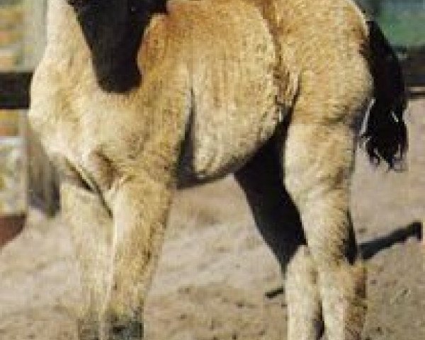 horse Nadeema ox (Arabian thoroughbred, 1991, from Salaa El Dine EAO)