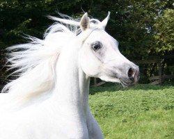 horse Nawal (Arabian thoroughbred, 1990, from Salaa El Dine EAO)