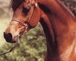 horse Aziz ox (Arabian thoroughbred, 1983, from Jamil ox)