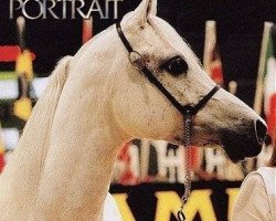 broodmare Afifa ox (Arabian thoroughbred, 1980, from Jamil ox)